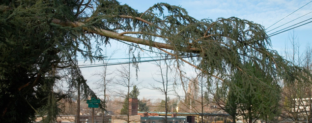 A tree lays fallen across power lines
