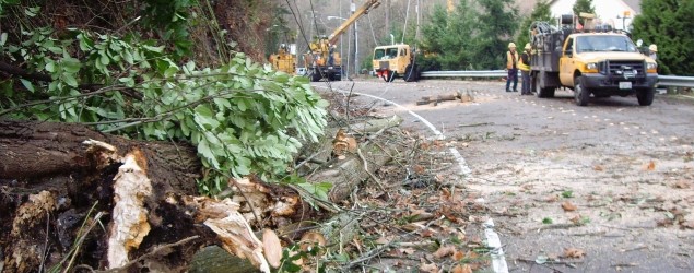 A street is closed due to downed trees and wires while City Light crews make repairs in the background