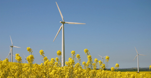 Windmills against a blue sky with yellow flowers in the foreground