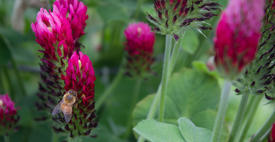 A close-up of pink flowers with a honey bee collecting pollen on one of the flowers. 