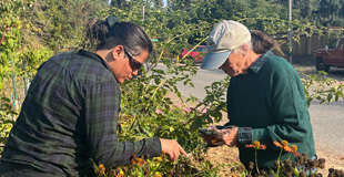Two gardeners leaning over a plant together.