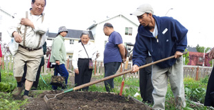 Group of gardeners raking soil.
