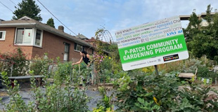 P-Patch Community Gardens sign posted in a garden.