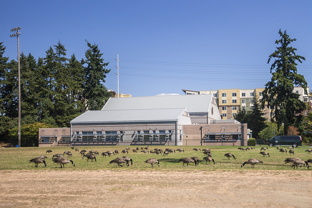 Bitter Lake Community Center geese grazing