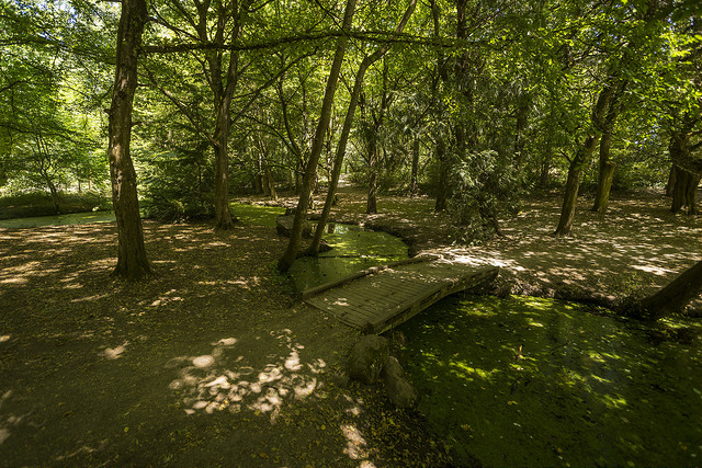 Camp Long - woods