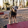 A shaggy dog stands atop a structure in an outdoor wooded space