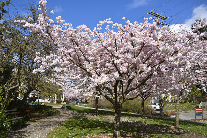 Ballard Corners Park blossoming cherry tree - Photography by Marivic Pinedo