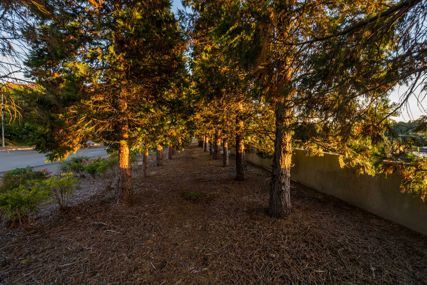 Benvenuto Viewpoint greenery - photo by TIA International Photography