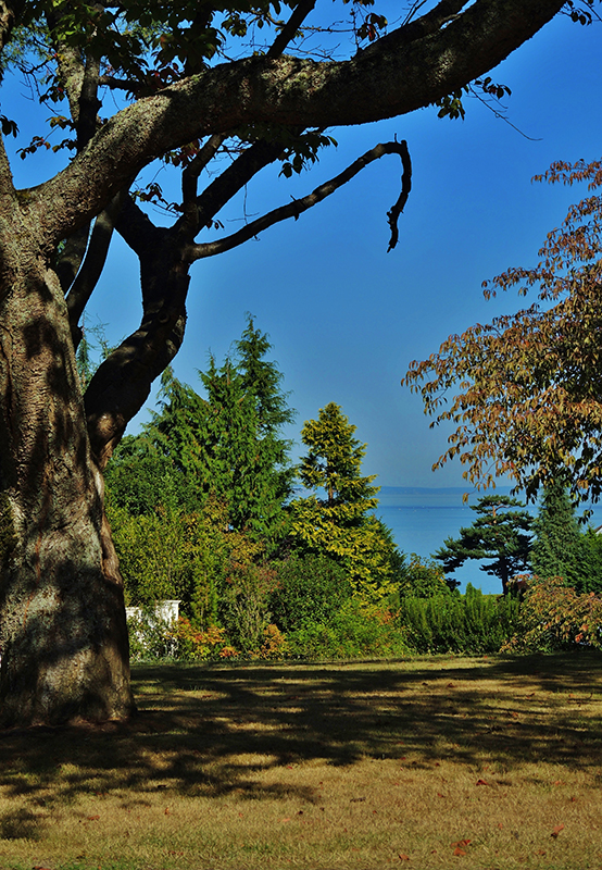 Blue Ridge Circle tree and view