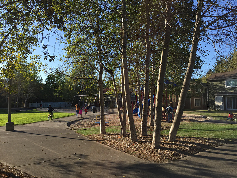 Burke-Gilman Playground Park trees and play area
