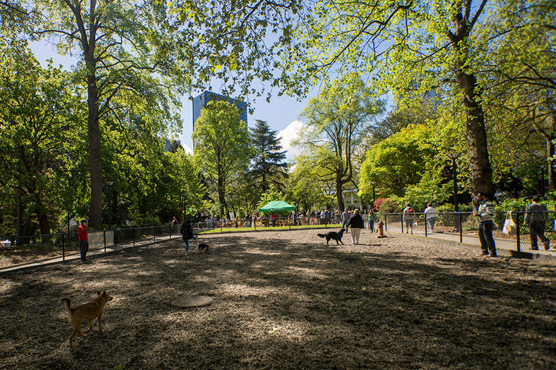 Denny Park Off-leash area - photo by TIA International Photography