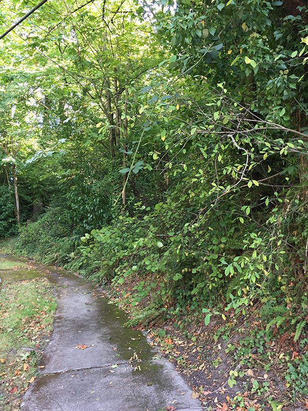 Path in the Harrison Ridge Greenbelt