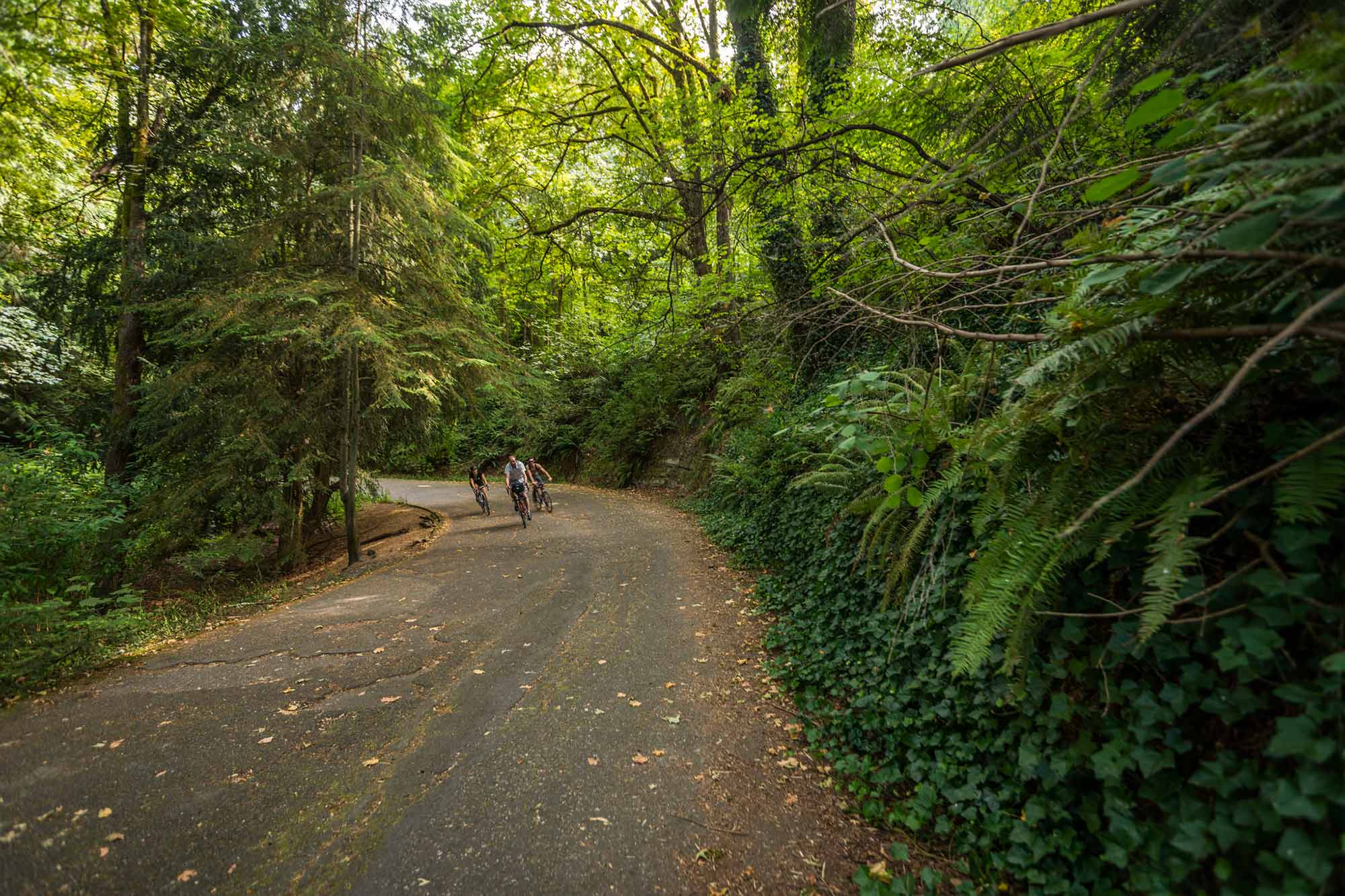 Interlaken Park winding path - Photo by TIA International Photography