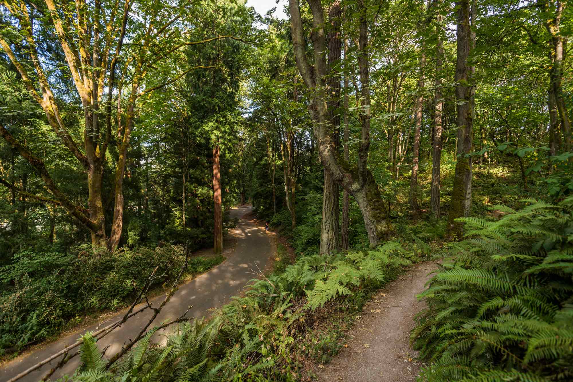 Interlaken Park path through trees - Photo by TIA International Photography