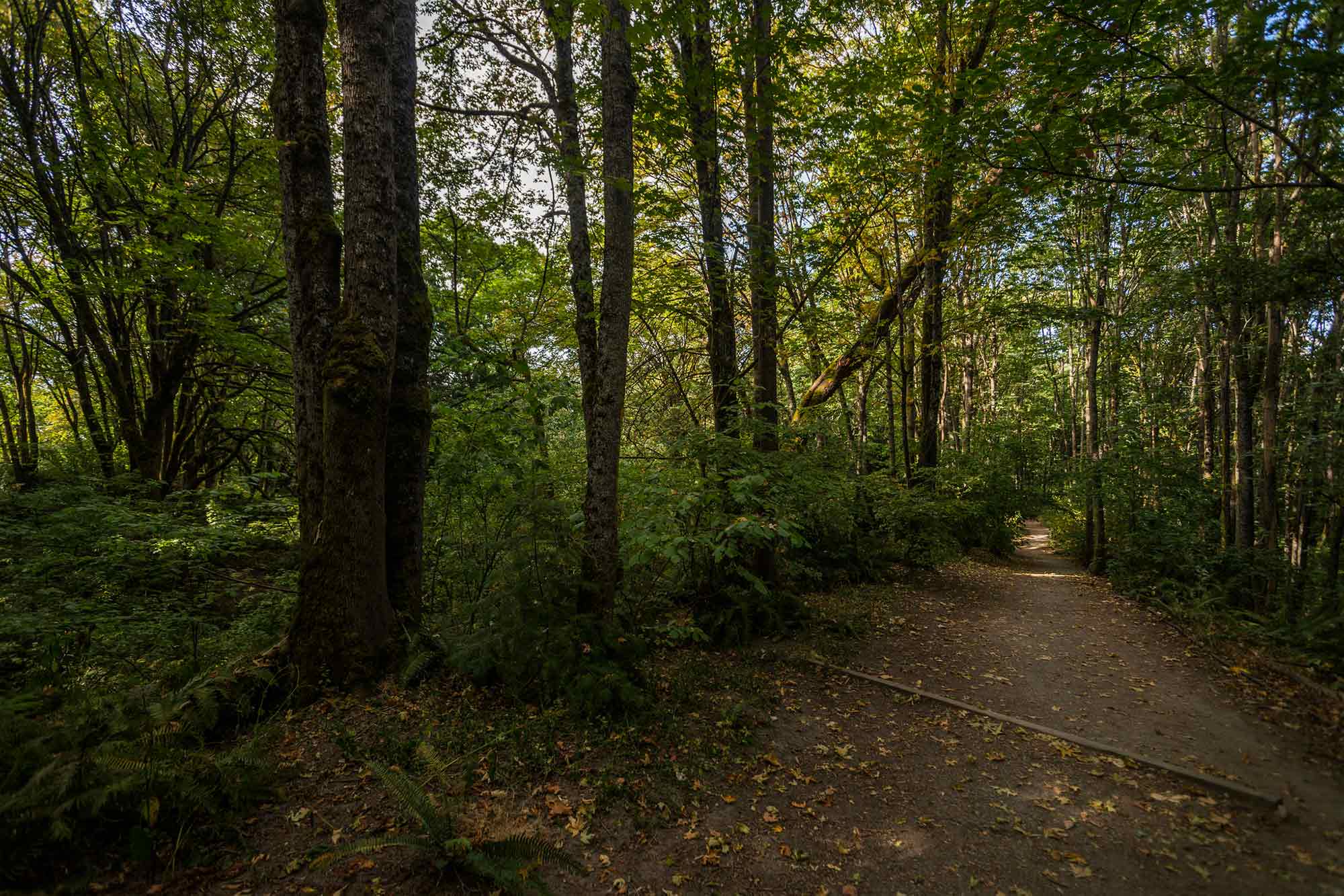 Interlaken Park forest - Photo by TIA International Photography