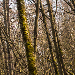 Orchard Street Ravine