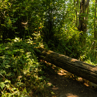 Puget Creek Greenspace