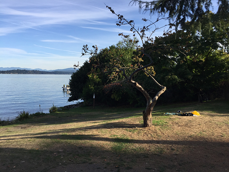 Howell Park tree and beach