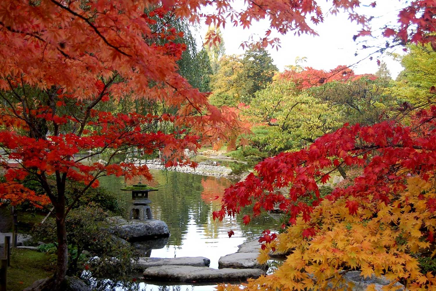 Autumn at the Seattle Japanese Garden