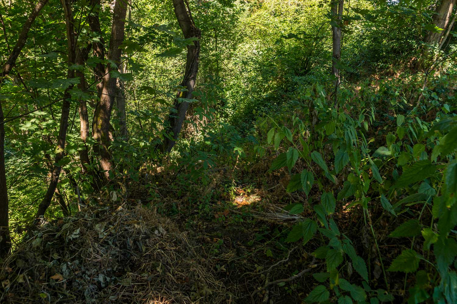 Greenspace in Kiwanis Memorial Preserve Park - photo by TIA International Photography