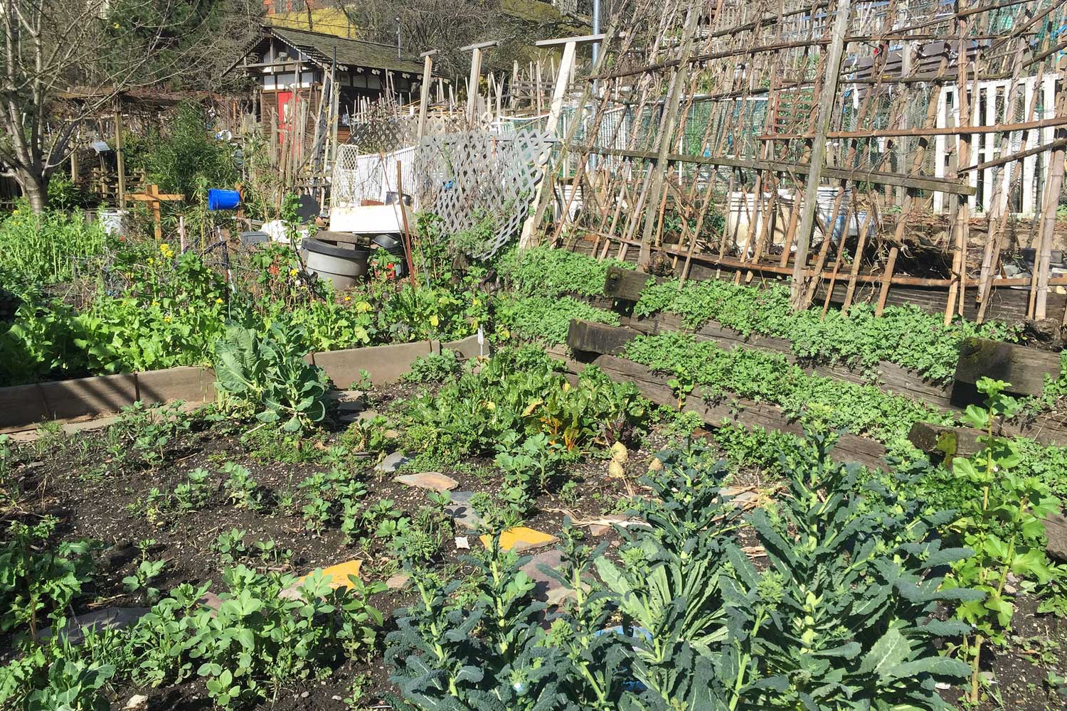 P-Patch Garden
