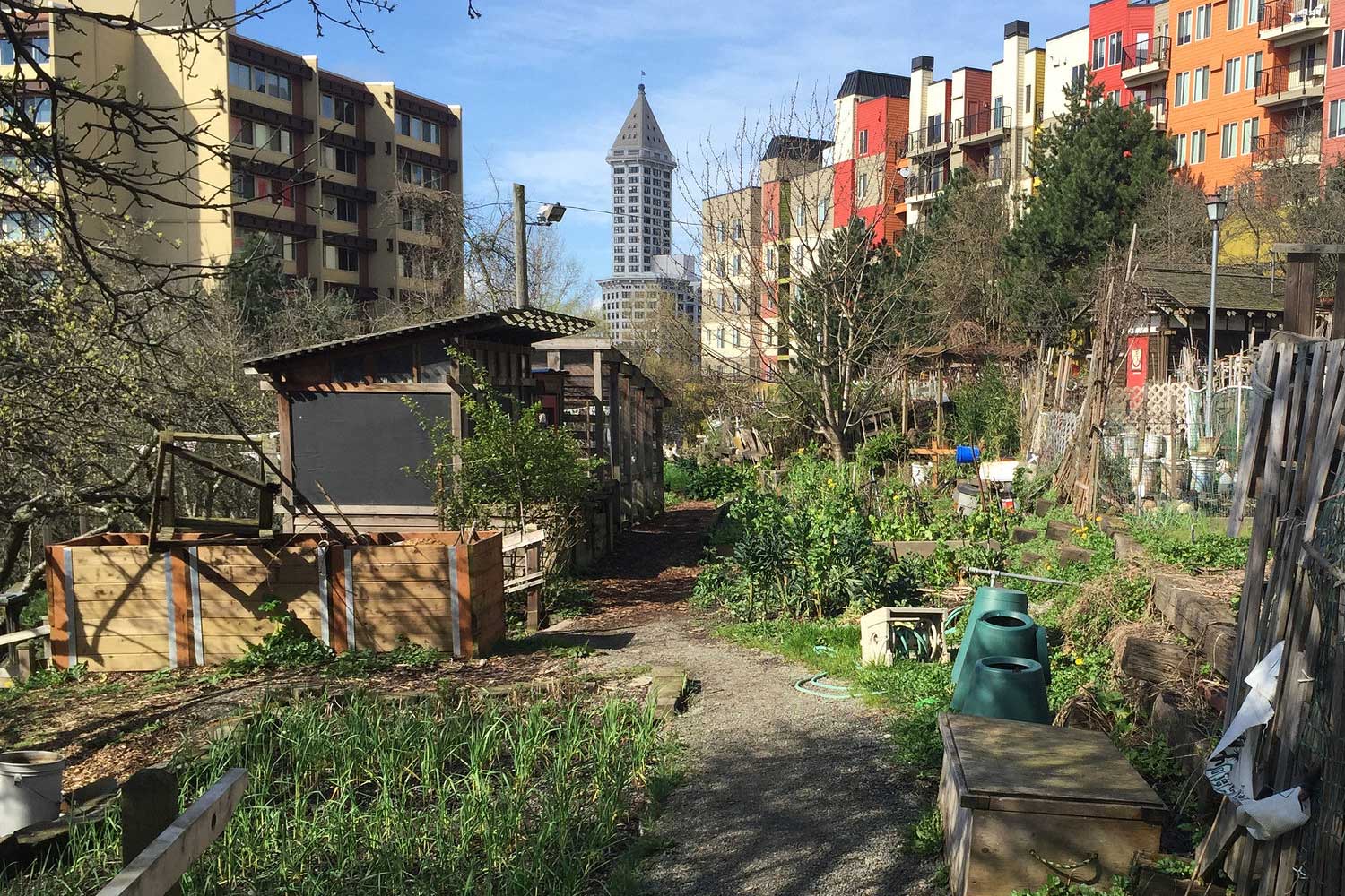 P-Patch Garden with view of Smith Tower