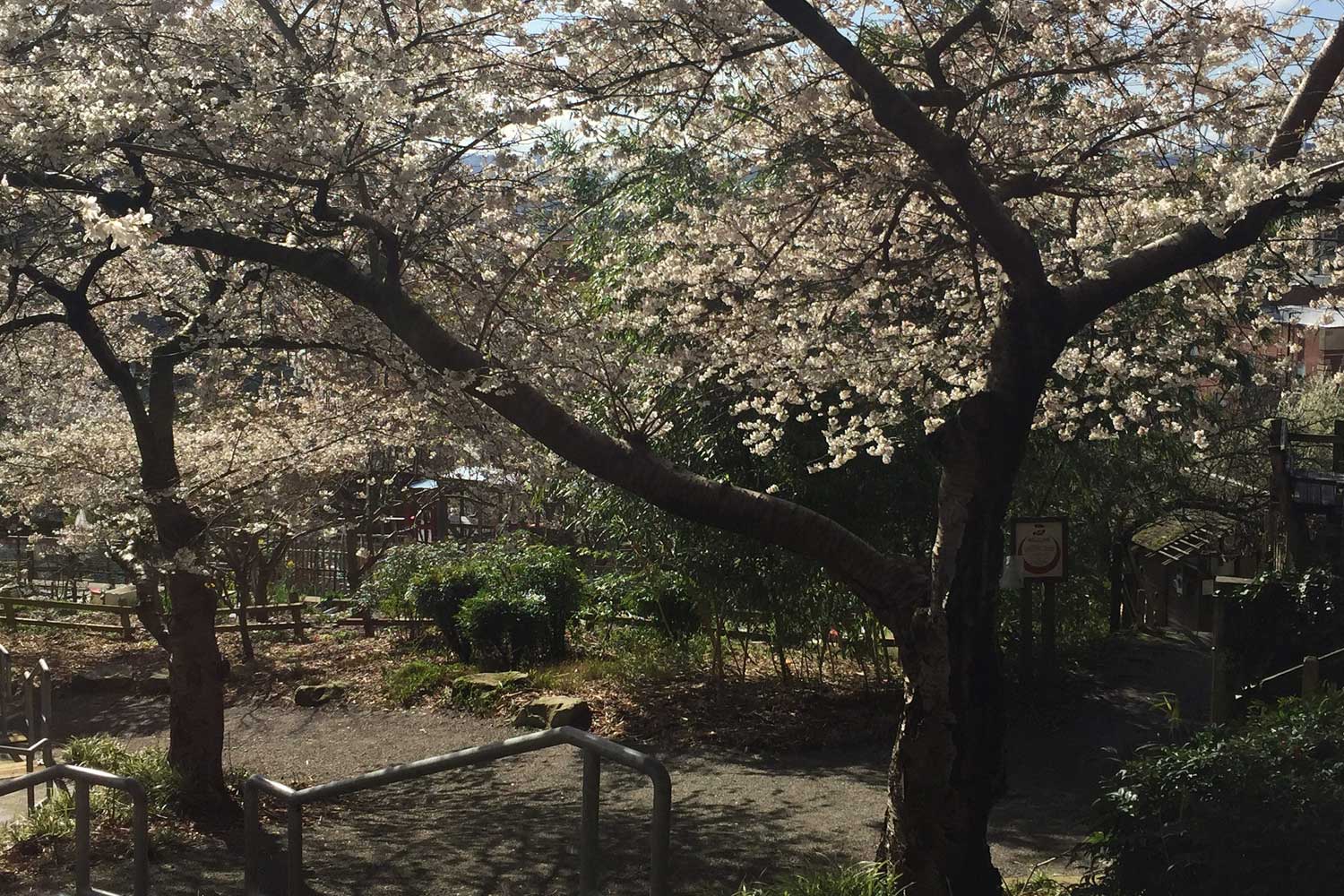 Blooming cherry trees