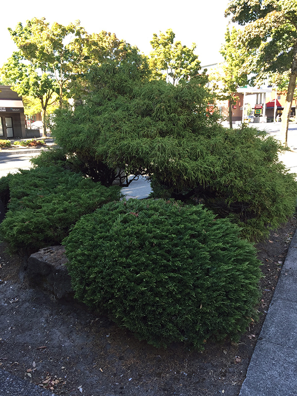 Shrubbery in Lake City Memorial Park