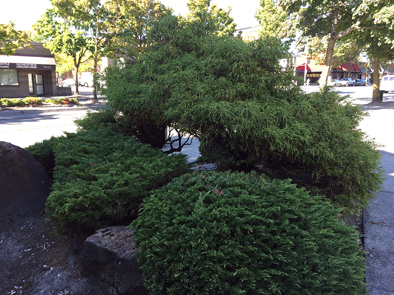 Lake City Memorial Park landscaping