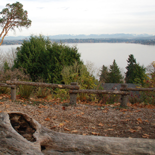 Leschi-Lake Dell Natural Area