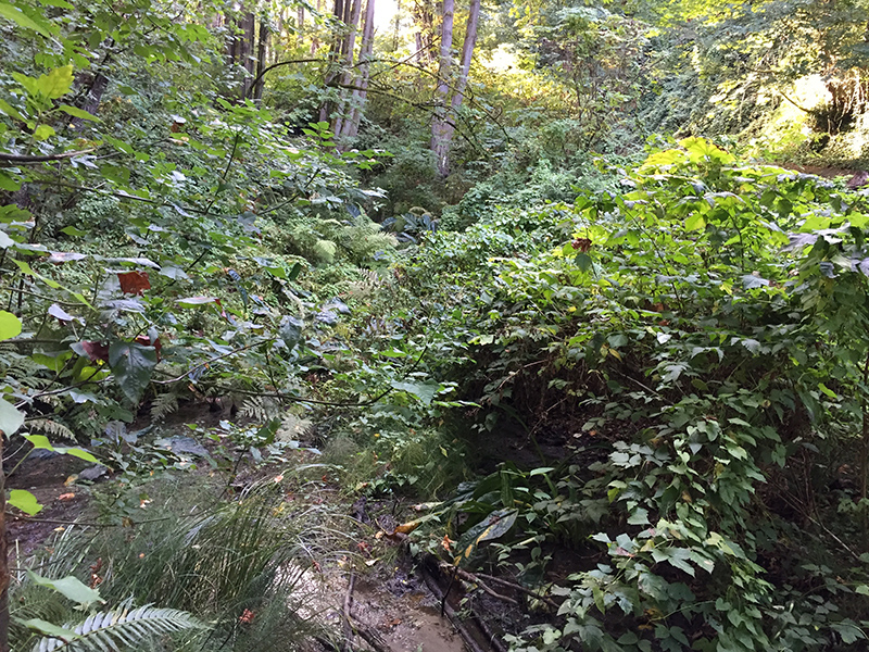 Madrona Ravine creek