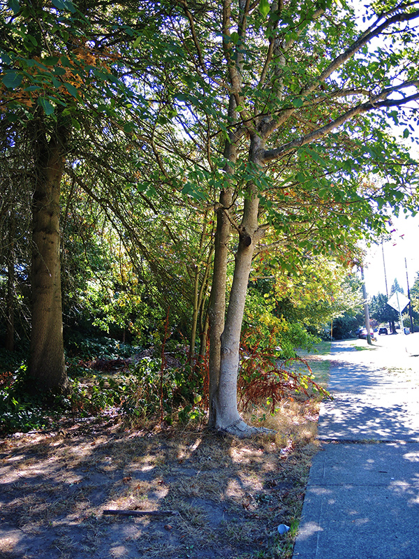 NE 60th Street Park sidewalk and path