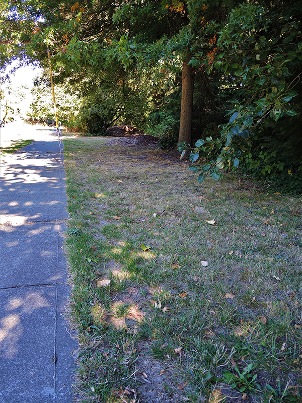 NE 60th Street Park trees
