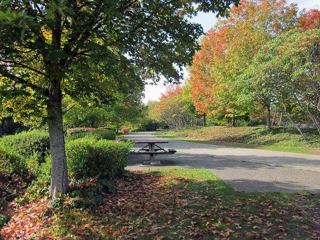 Sam Smith Park table and trees