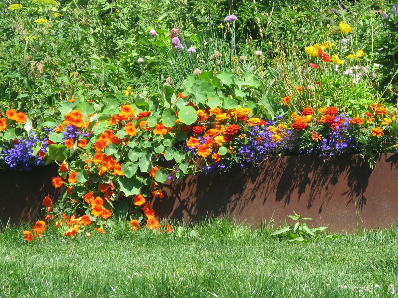 Summit Slope Park flowers