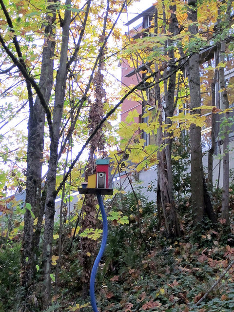 Thornton Creek Natural Area birdhouse
