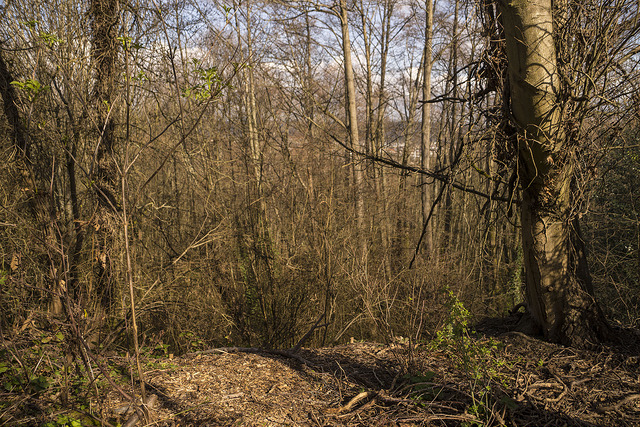 West Duwamish Greenbelt forest