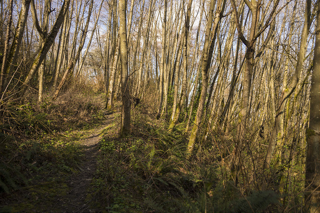 West Duwamish Greenbelt trees along path