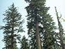 Upper Watershed: Most of the remaining 14,000 acres of old-growth forest in the watershed are at high elevations.