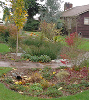 A sidewalk in a residential neighborhood passes through a natural drainage system consisting of many types of groundcover plants, shrubs, bushes and small trees, surrounded by lush green grass.