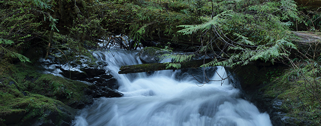 Photo of waterfalls in a forest