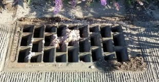 Toilet paper on catch basin grating on edge of street.