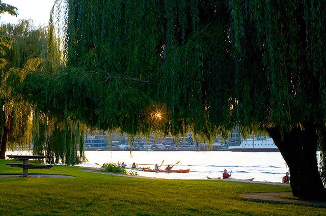 Image of kayaks passing by the arboretum at sunset with lush trees in foreground.