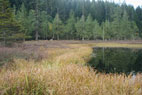 Eagle Ridge Fen is part of an extensive wetland in the upper watershed that includes both acidic bog habitat and richer fens. Fens have flowing water that provides higher nutrient levels than bogs.