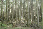 About 84 percent of the forested habitat in the watershed is second growth, forest that has regenerated following timber harvest. The second growth forest shown here is in a "stem-exclusion" stage characterized by dense conifer trees and little understory growth. As these stands get older, the forest will become less dense due to mortality from competition and natural disturbance, such as wind.