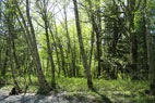 Deciduous tree species, such as red alder and big-leaf maple, are most frequently found in riparian forests along streams. Deciduous trees provide important habitat for numerous birds. Coniferous riparian trees that fall into adjacent streams are important for creating high quality fish habitat.