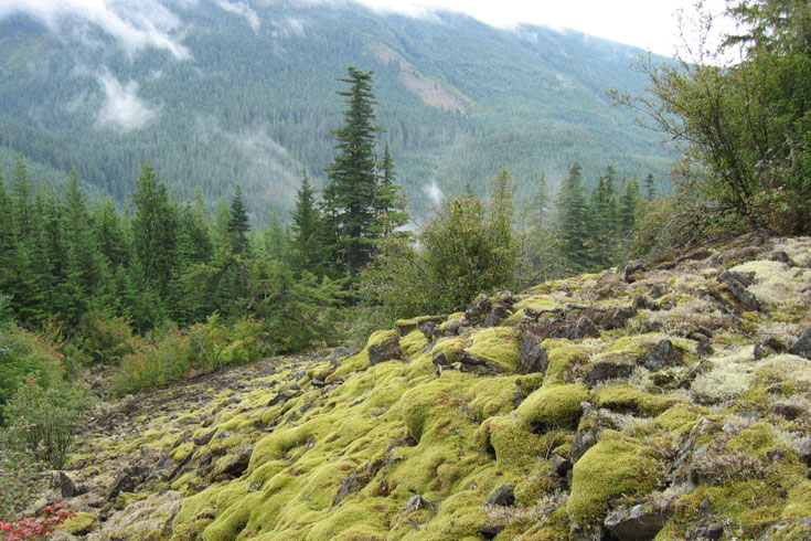 Felsenmeer is exposed rock that has been broken by frost action into extensive areas of angular rubble on steep mountain slopes. It translates from the German as "sea of rock." It occurs on the steep slopes above the Cedar River in the Cascade Mountains and supports a diverse moss and lichen flora.