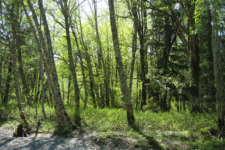 Deciduous tree species, such as red alder and big-leaf maple, are most frequently found in riparian forests along streams. Deciduous trees provide important habitat for numerous birds. Coniferous riparian trees that fall into adjacent streams are important for creating high quality fish habitat.