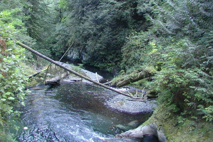 Taylor Creek is the largest tributary to the Cedar River in the lower watershed. A natural falls just above its confluence with the Cedar River is a barrier to salmon, but Taylor Creek provides abundant habitat to native cutthroat trout.