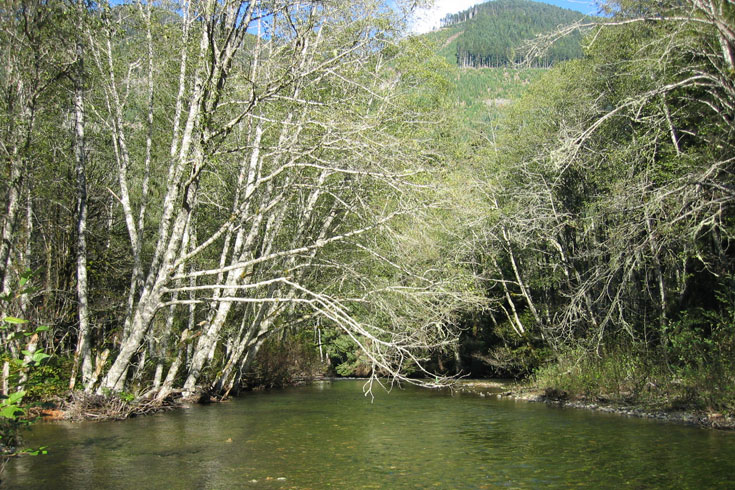 The Cedar River upstream of Chester Morse Lake provides important spawning habitat for bull trout. In this area, gravel has accumulated where the river flattens out from its steeper upstream reaches. These gravels provide good conditions for bull trout to create redds, where they lay their eggs and the eggs mature into juvenile fish.
